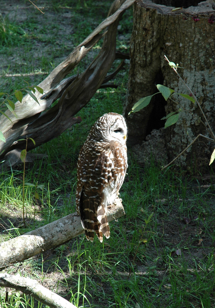 Strigiformes