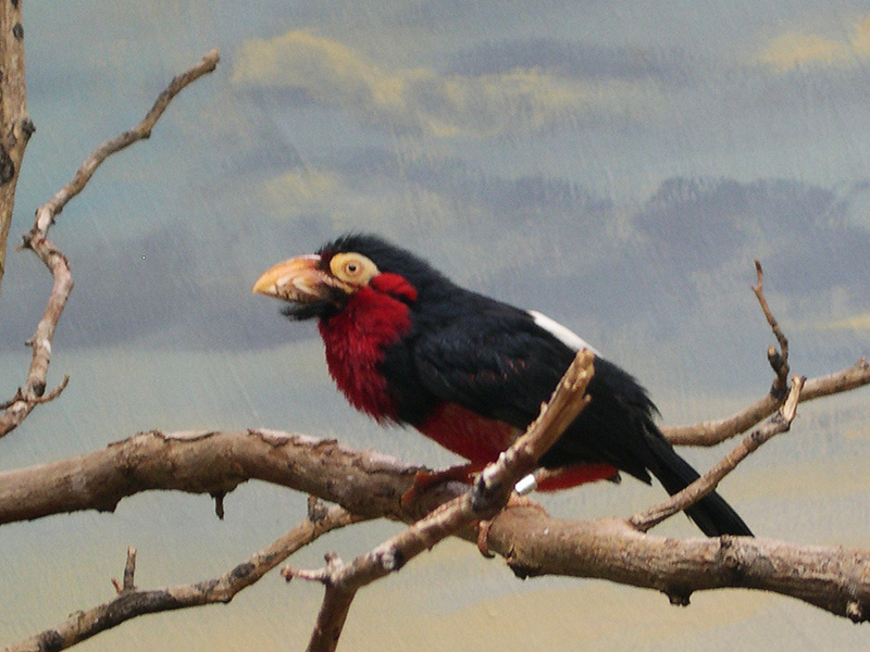 beardedbarbet