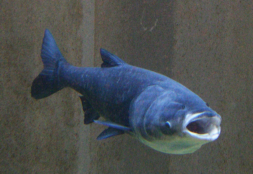 bigheadcarp