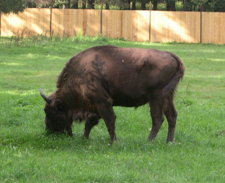 Bison