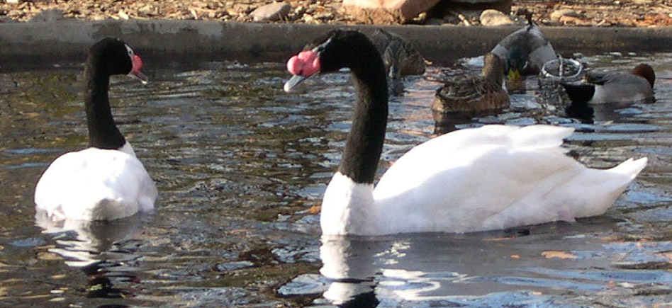 black_neck_swans