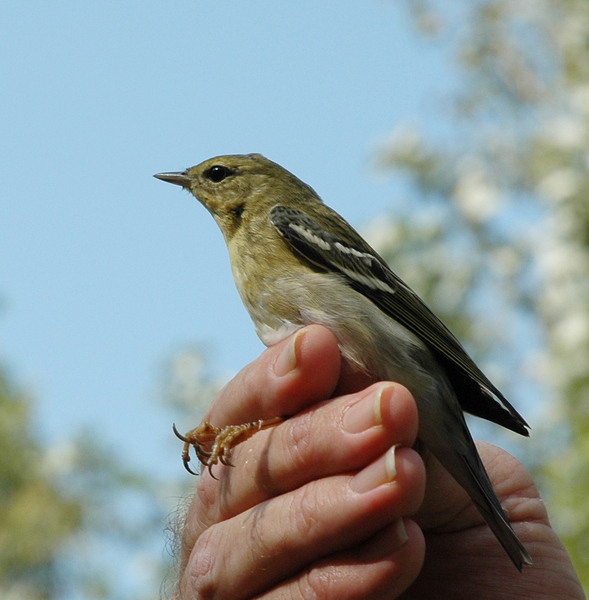 Muscicapoidea