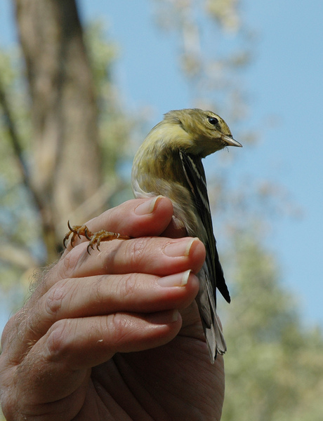 blackpollwarbler2