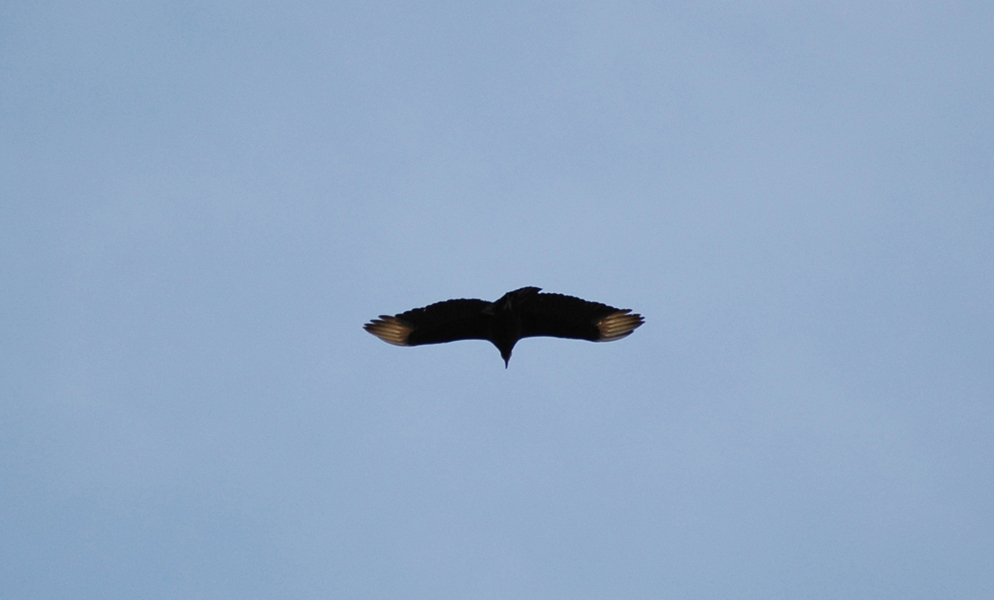 Falconiformes