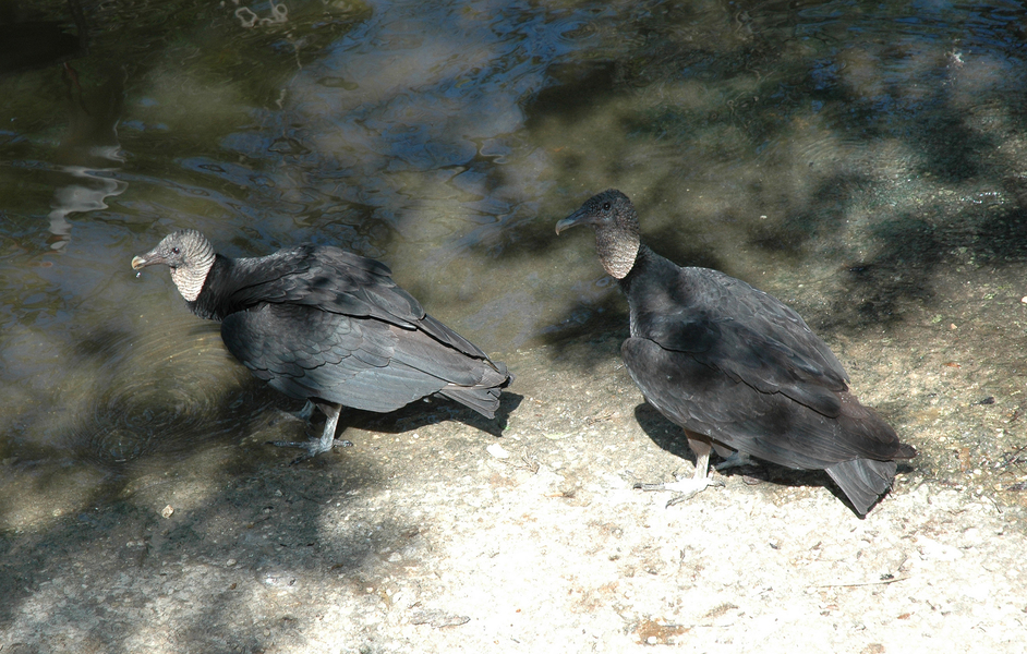 Falconiformes