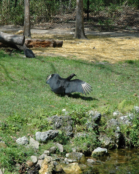 Falconiformes