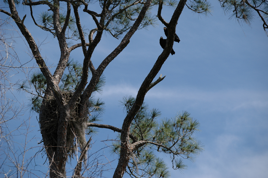 blackvultures_nest