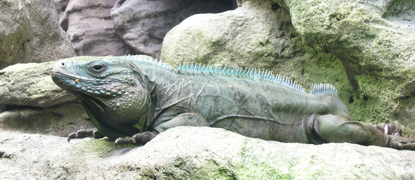 blueiguana