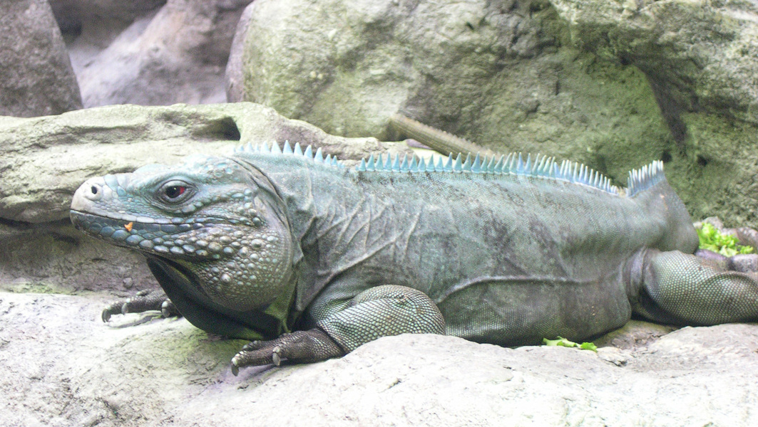 Iguanidae