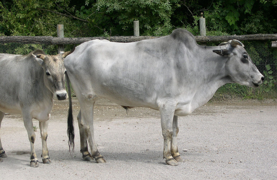 Bos taurus