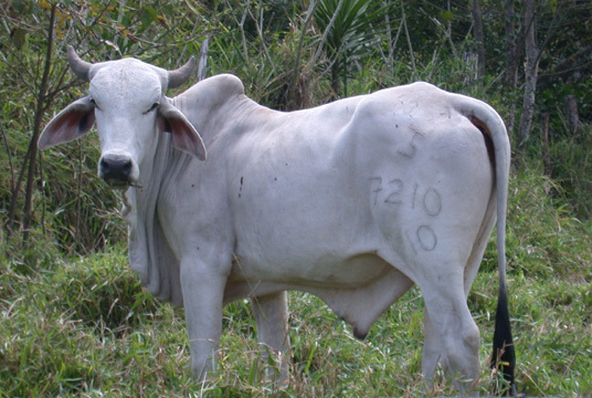 Bos taurus