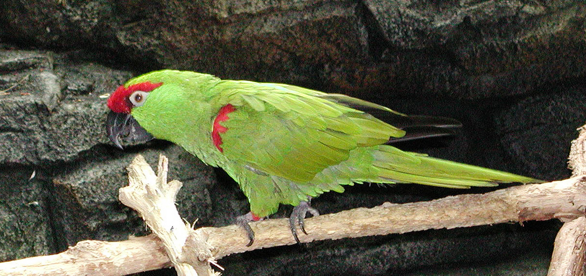 broadbilledparrot