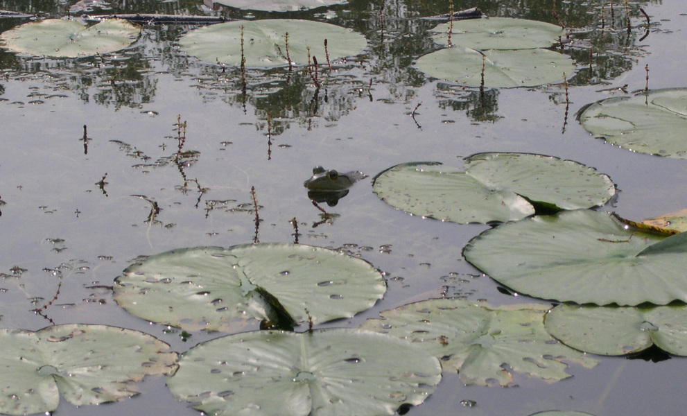 Lithobates