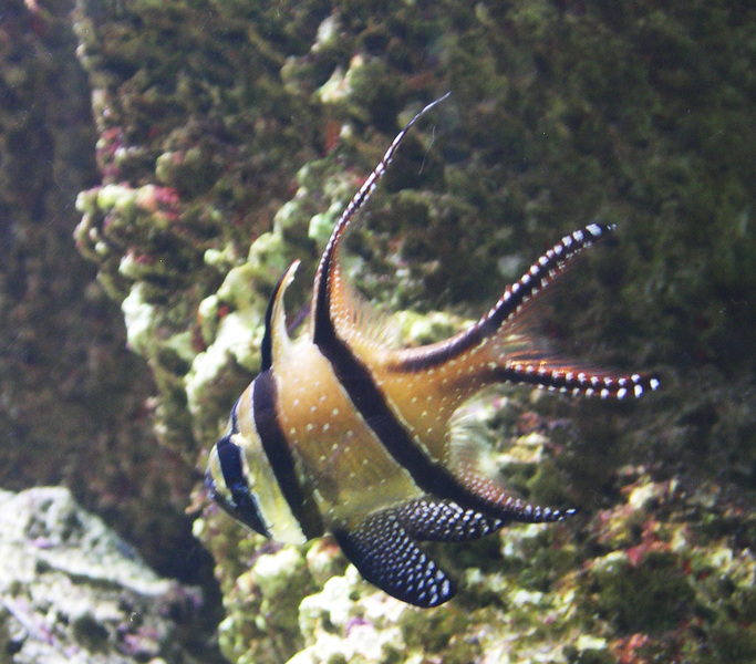 cardinalfish