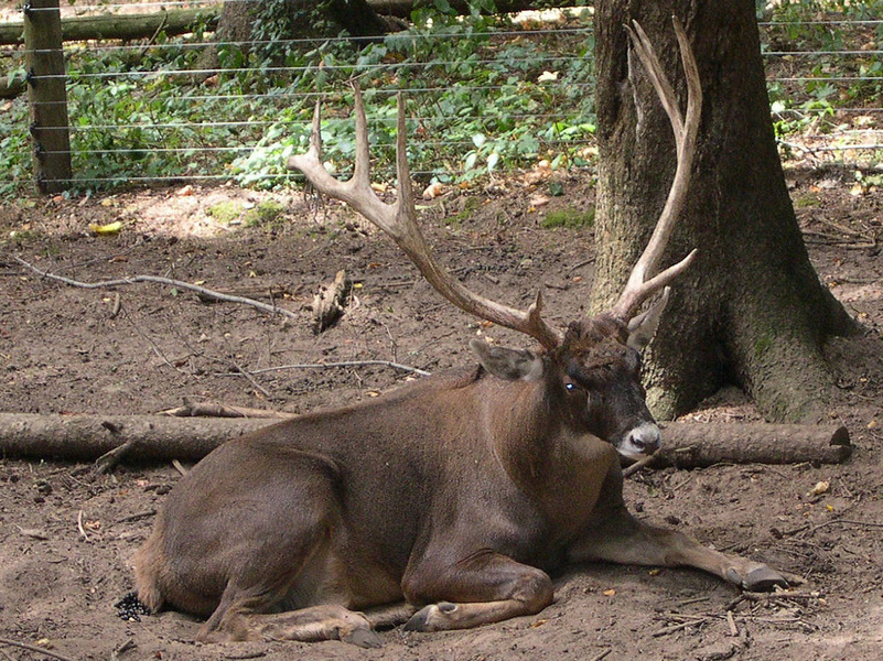 cervus_przwalskium