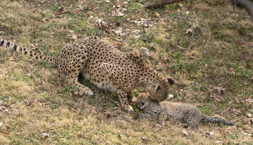 Photo of Acinonyx jubatus