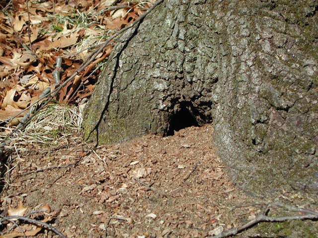 chipmunkburrow