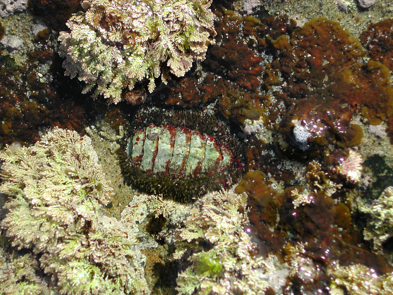 chiton