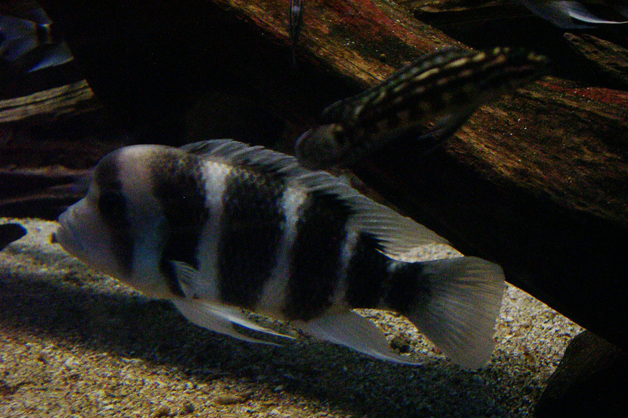 Julidochromis marlieri