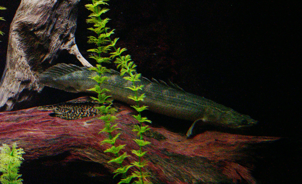 Polypterus