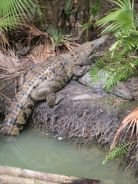 Crocodylia