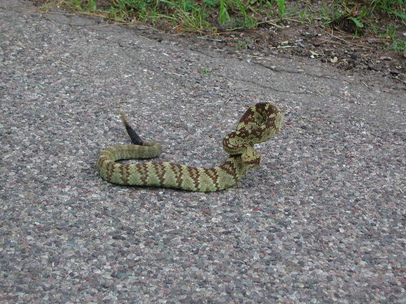 crotalus