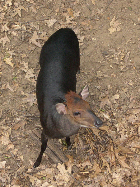 Artiodactyla