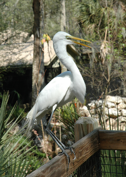 egretswallowing