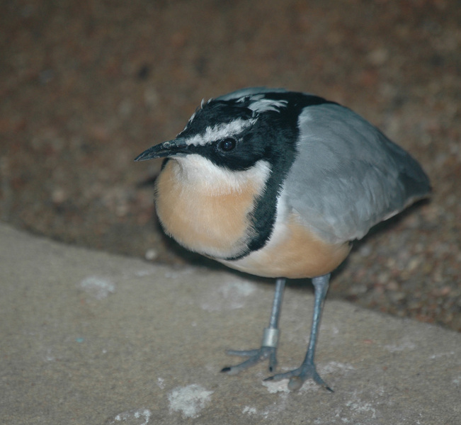 egyptianplover11