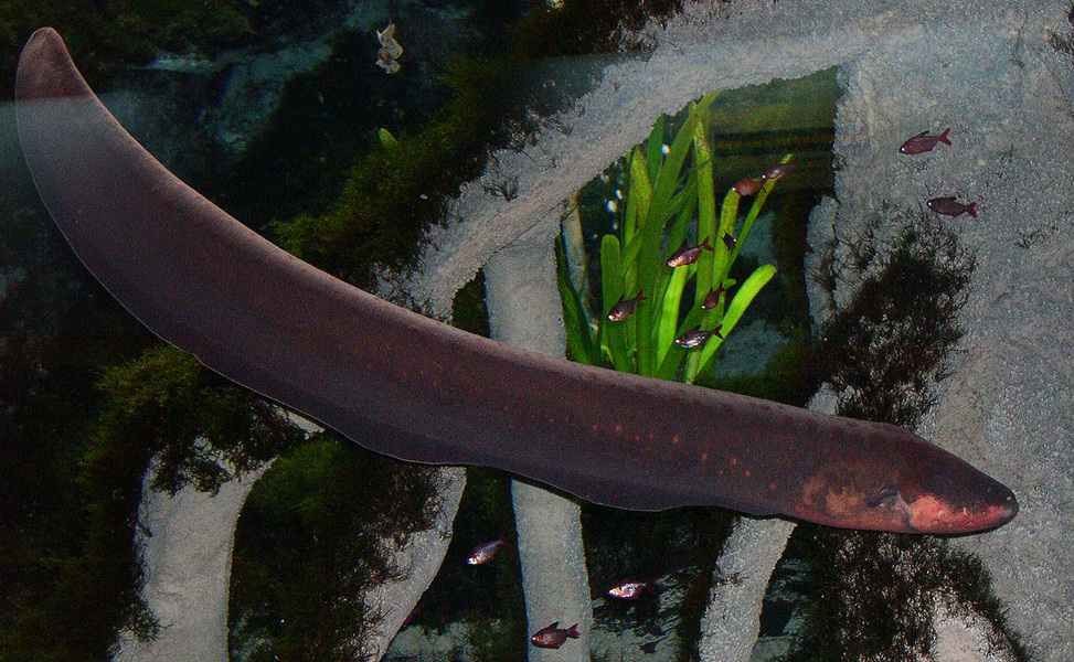 electric_eel