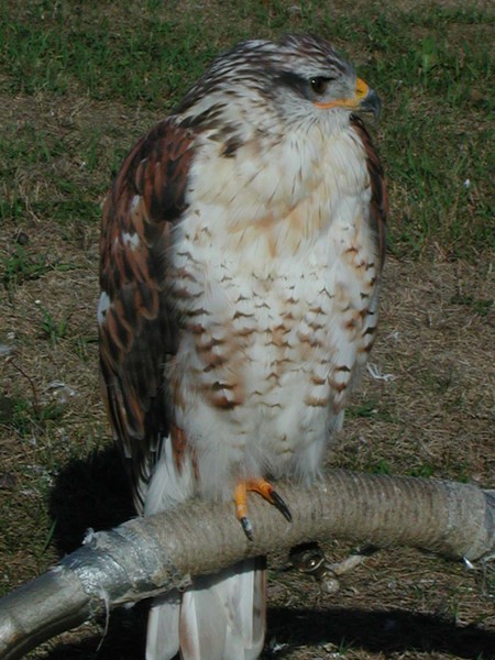 Falconiformes