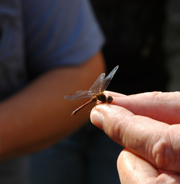 Sympetrum vicinum