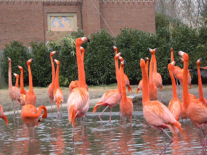 Phoenicopteriformes