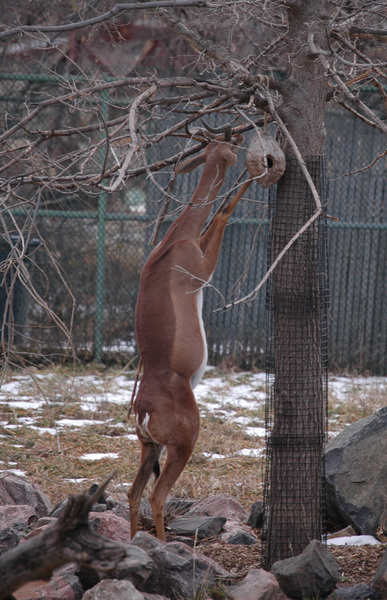 gerenuk1