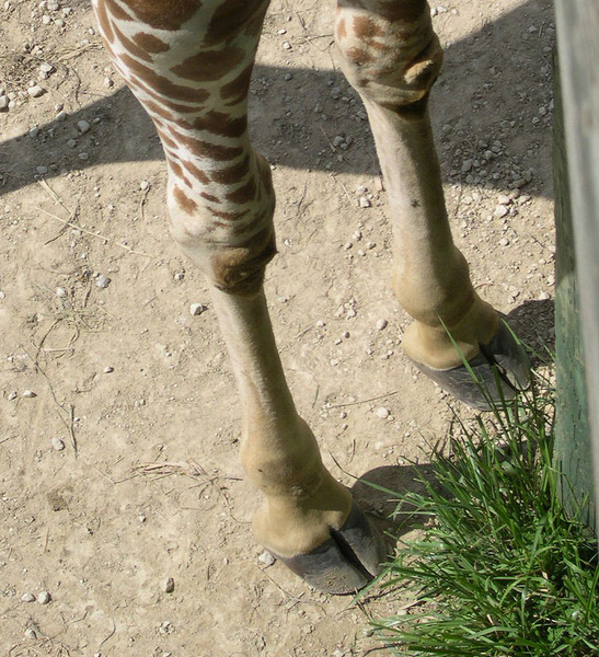 Giraffa camelopardalis