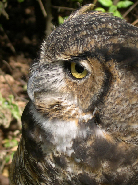 gr_horned_owl