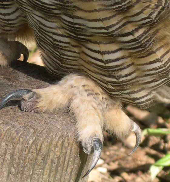 Bubo virginianus