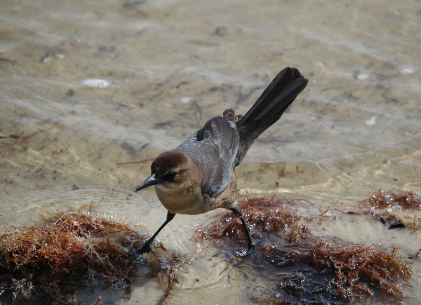 Icteridae