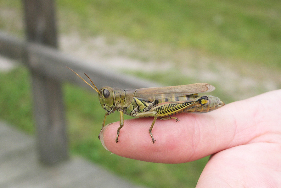 grasshopper1