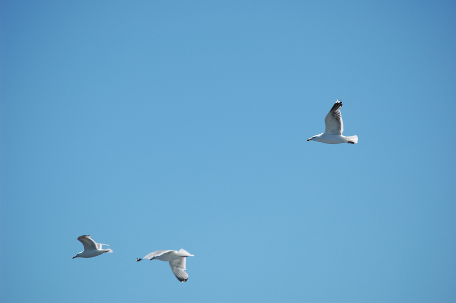 Larus heermanni