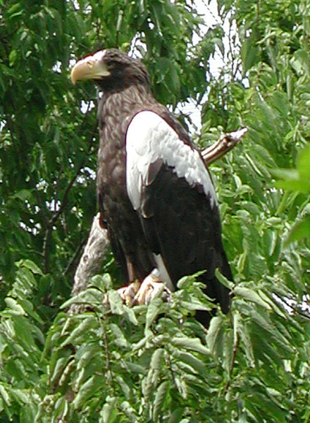 Falconiformes