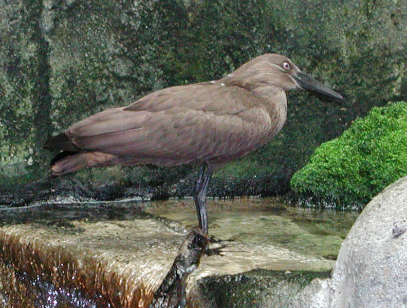 hamerkop