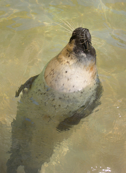 harborseal