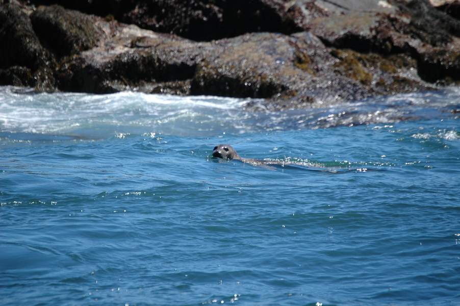 harborseal1