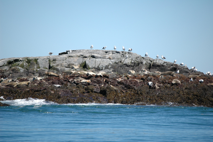 Photo of Phoca vitulina