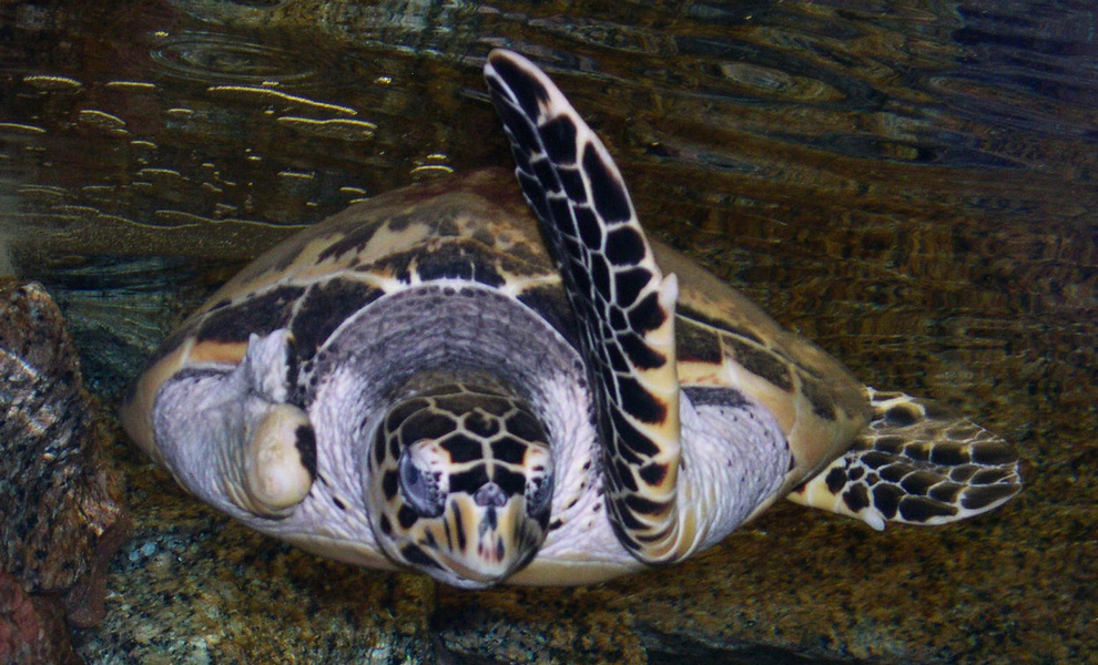 hawksbill