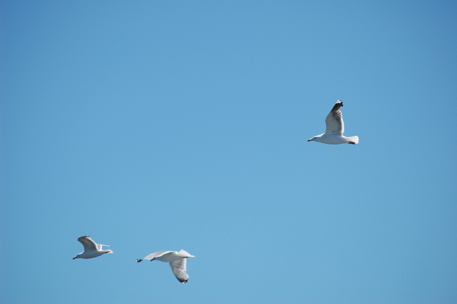 Larus argentatus