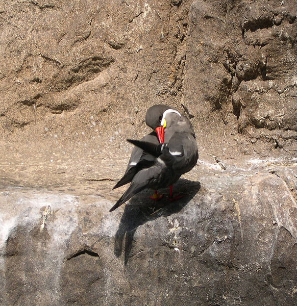 Charadriiformes