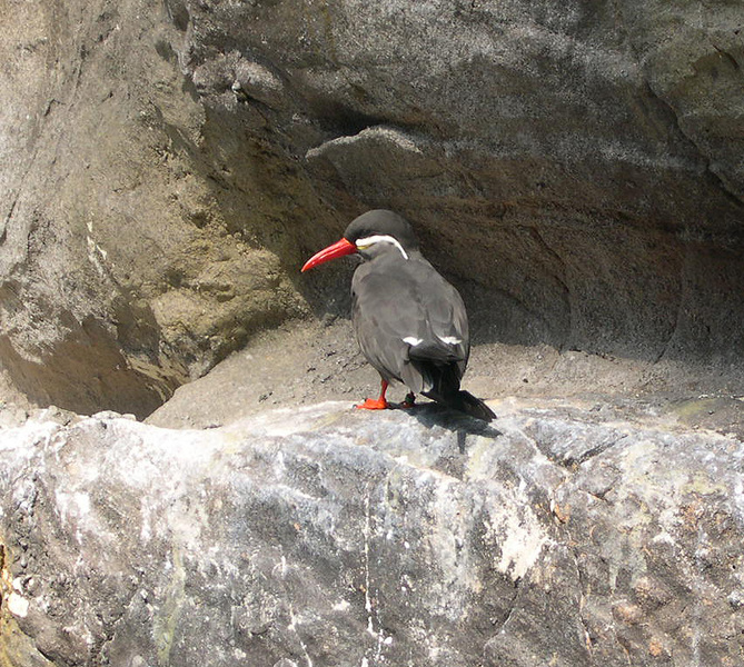 Charadriiformes