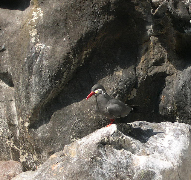 Charadriiformes